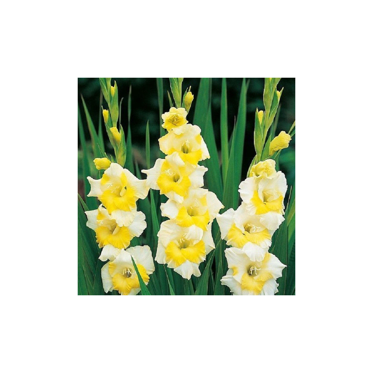 Gladiola Buggy - Gladiolus - hľuzy mečíka - 3 ks