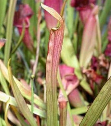 Saracénia červená - Sarracenia rubra - semená - 12 ks