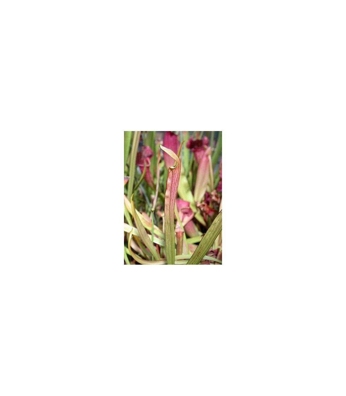 Saracénia červená - Sarracenia rubra - semená - 12 ks
