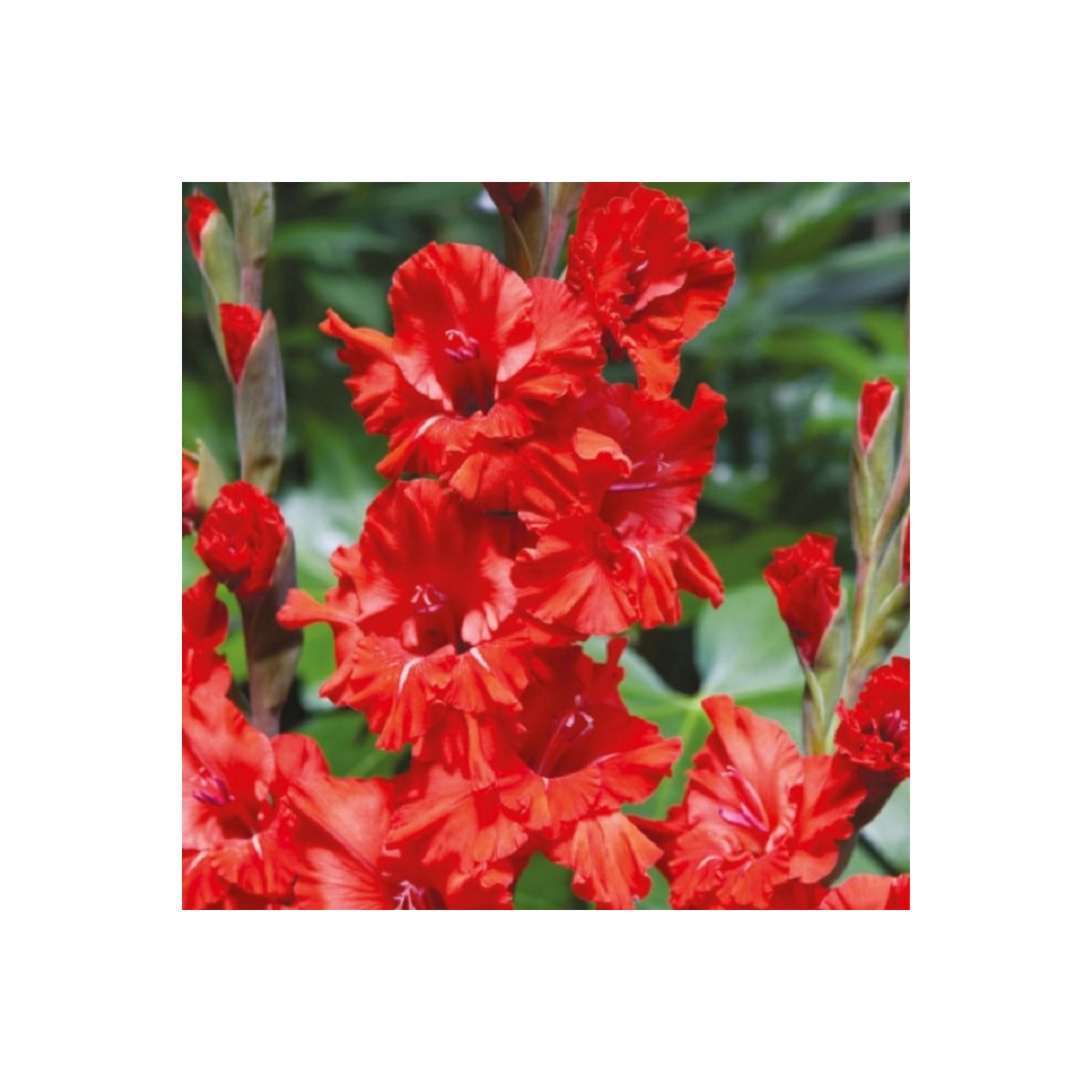 Gladiola Fire Ruffle - Gladiolus - hľuzy mečíka - 3 ks