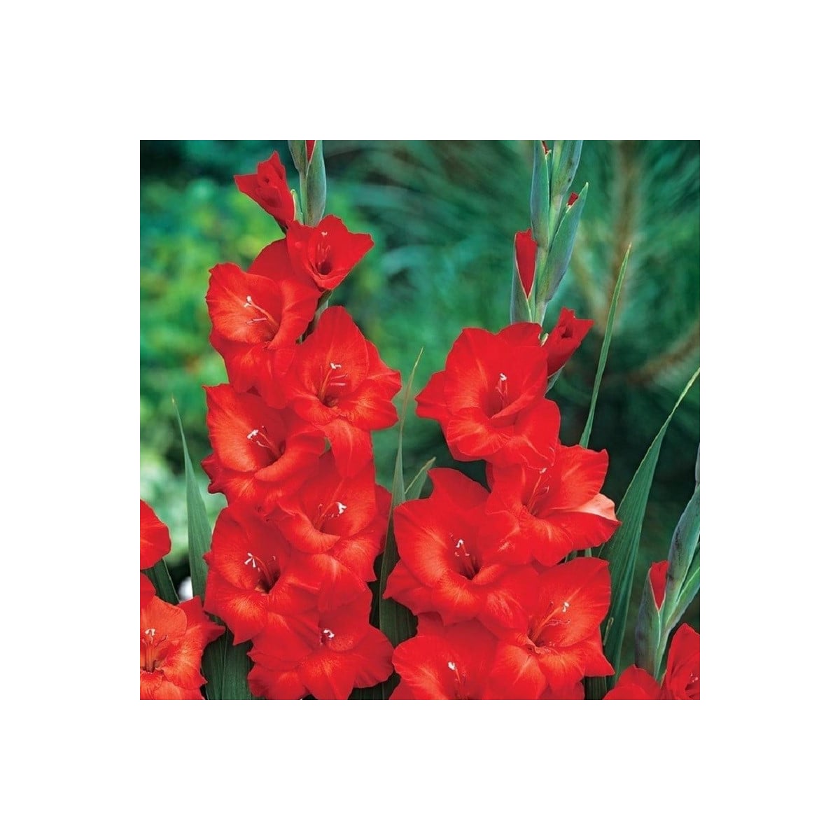 Gladiola Mascagni - Gladiolus - hľuzy mečíka - 3 ks