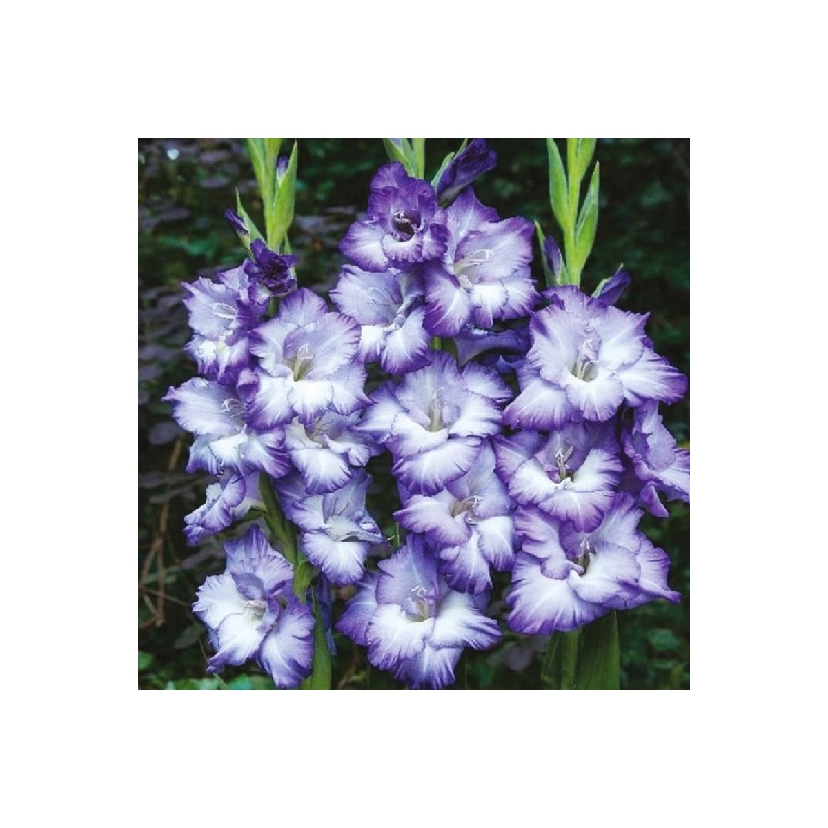 Gladiola Blue Storm - Gladiolus - hľuzy mečíka - 3 ks