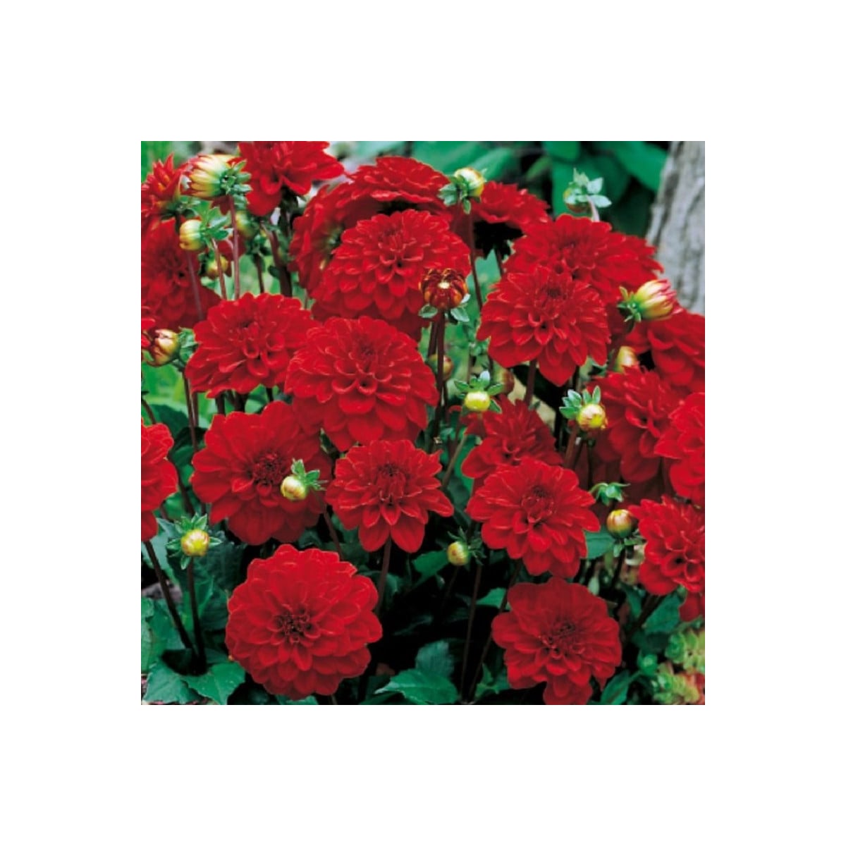 Georgína Singer - Dahlia - hľuzy georgíny - 1 ks