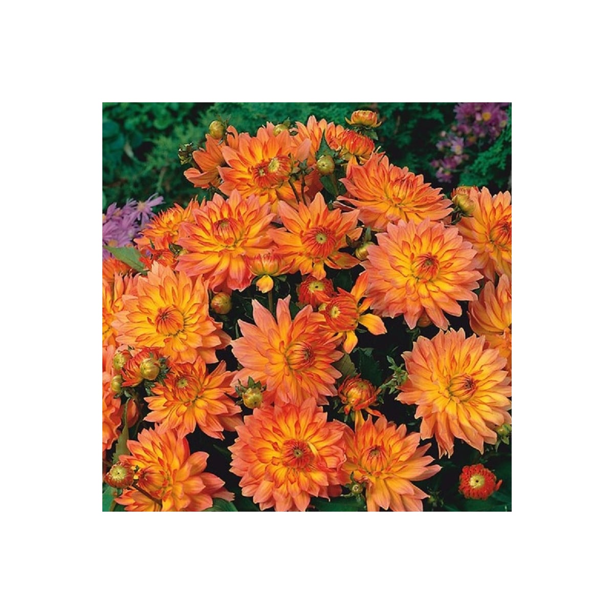 Georgína Pablo - Dahlia - hľuzy georgíny - 1 ks