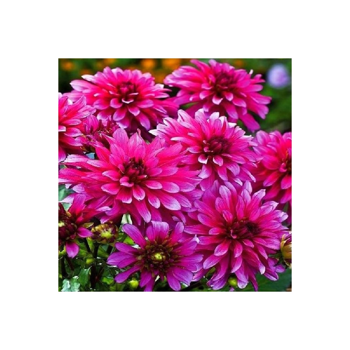 Georgína Art Nouveau - Dahlia - hľuzy georgíny - 1 ks