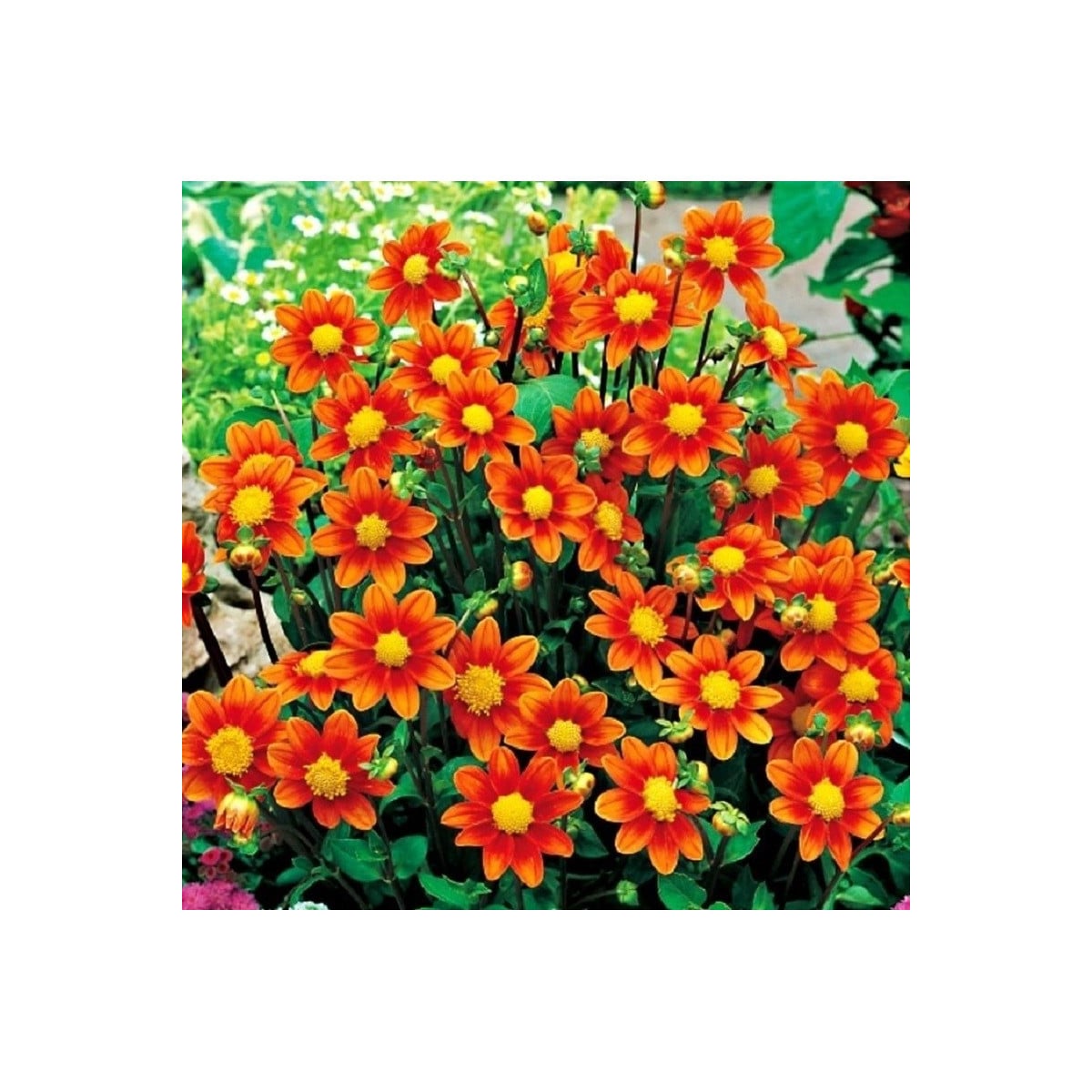 Georgína Topmix oranžová - Dahlia - hľuzy georgíny - 1 ks