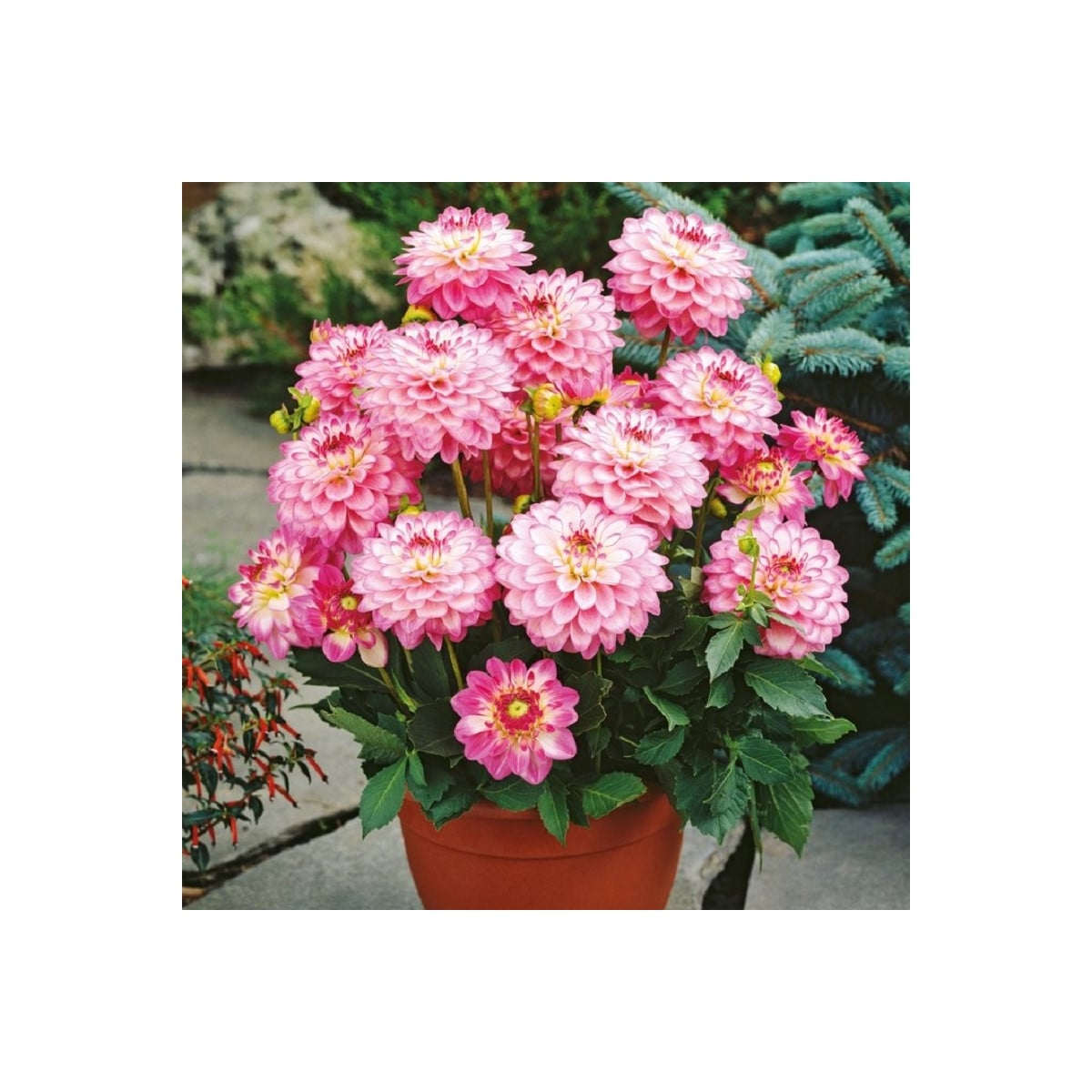 Georgína Melody Dixie - Dahlia - hľuzy georgíny - 1 ks