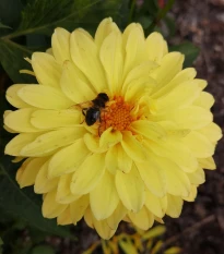 Georgína Melody Latin - Dahlia - hľuzy georgíny - 1 ks