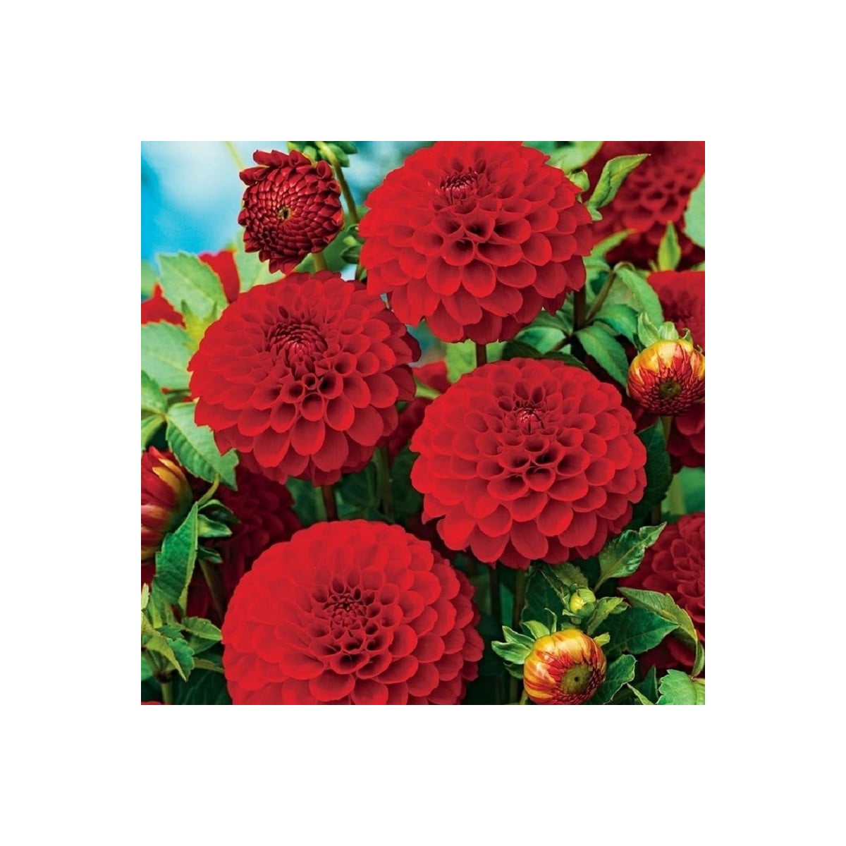 Georgína Glow - Dahlia - hľuzy georgíny - 1 ks