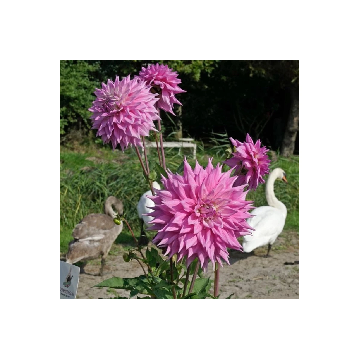 Georgína Sir Alf Ramsey - Dahlia - hľuzy georgíny - 1 ks
