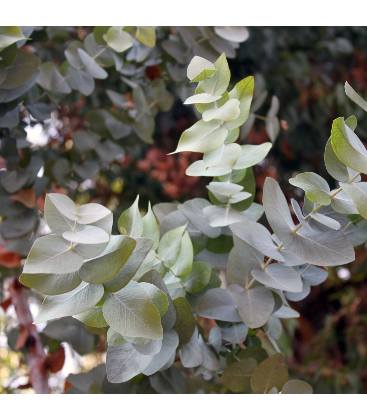 Eukalyptus Silver dollar - Eucalyptus cinerea - semená eukalyptu - 7 ks
