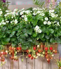 Jahodník Summer Breeze Snow F1 - Fragaria ananassa - semená jahodníka - 10 ks