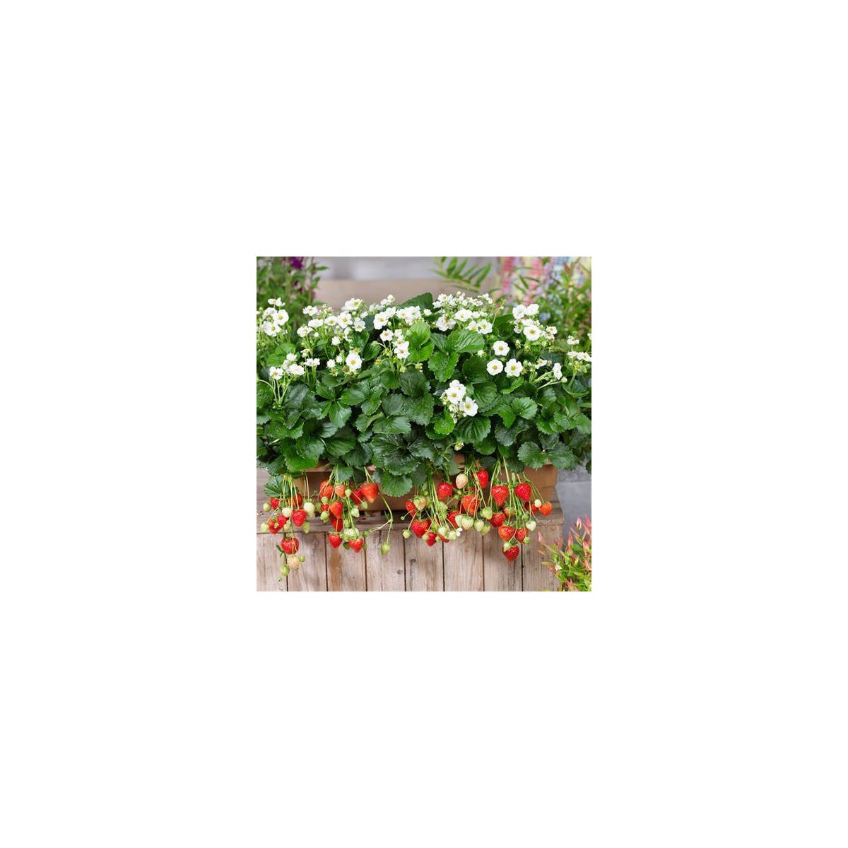 Jahodník Summer Breeze Snow F1 - Fragaria ananassa - semená jahodníka - 10 ks