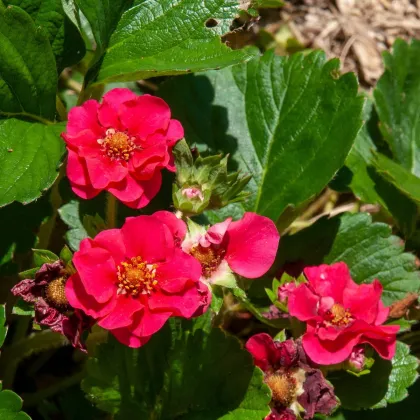 Jahodník Summer Breeze Rose F1 - Fragaria ananassa - semená jahodníka - 10 ks