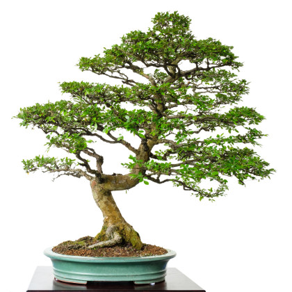 Brest čínsky - Ulmus parvifolia - bonsaj - semená bresta - 10 ks