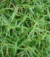 Bambus obrovský - Bambusa arundinacea - semená bambusu - 2 ks