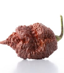Chilli Carolina Reaper Chocolate - Capsicum Chinense - semená chilli - 5 ks