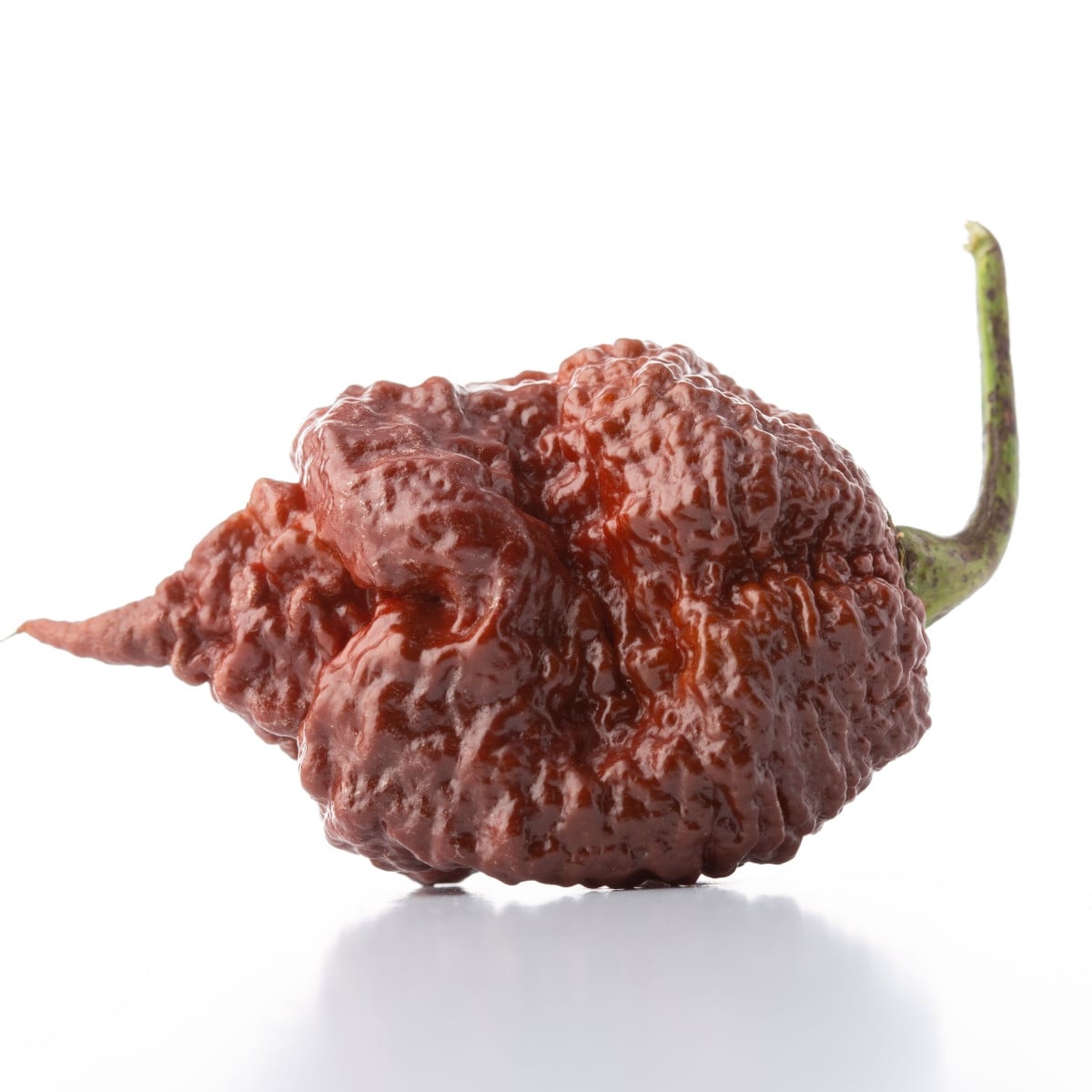 Chilli Carolina Reaper Chocolate - Capsicum Chinense - semená chilli - 5 ks