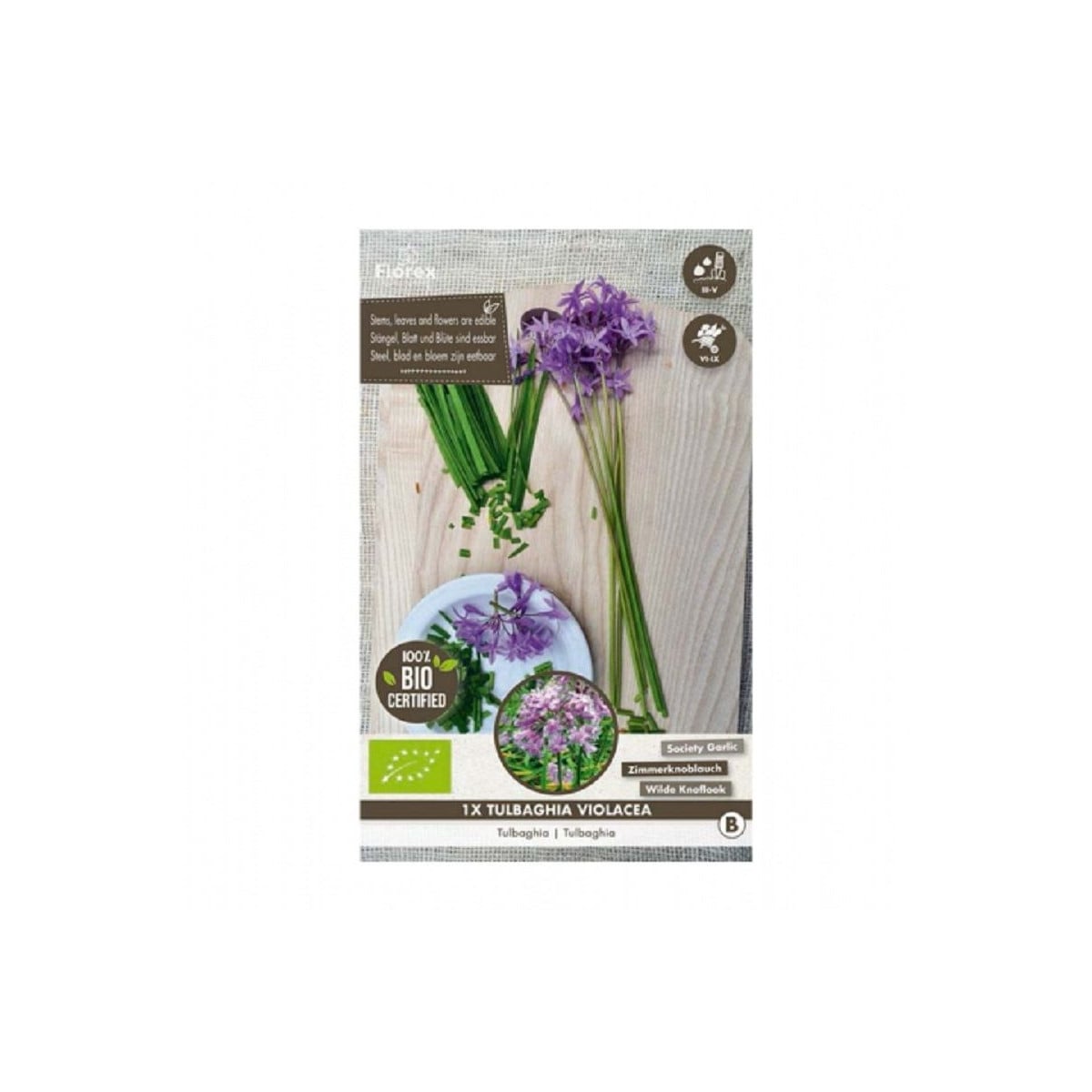 Cesnak divoký BIO - Allium sativum - bio cibuľa cesnaku - 1 ks