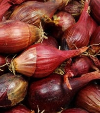 BIO Cibuľa sadzačka Red Baron - Allium cepa - bio cibuľky - 50 ks