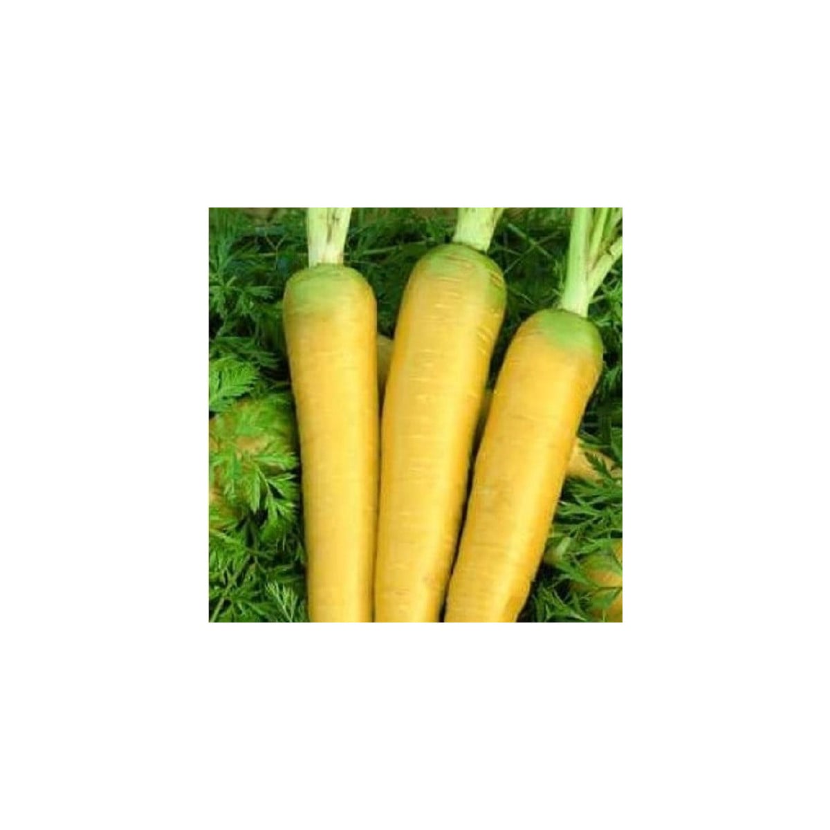 Mrkva Táborská žltá - Daucus carota - semená mrkvy - 150 ks