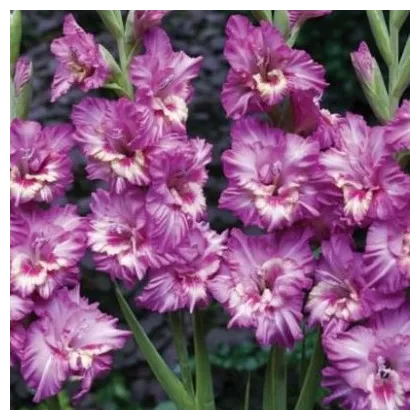 Gladiola Tango - Gladiolus Tango - gladioly - hľuzy gladioly - 3 ks