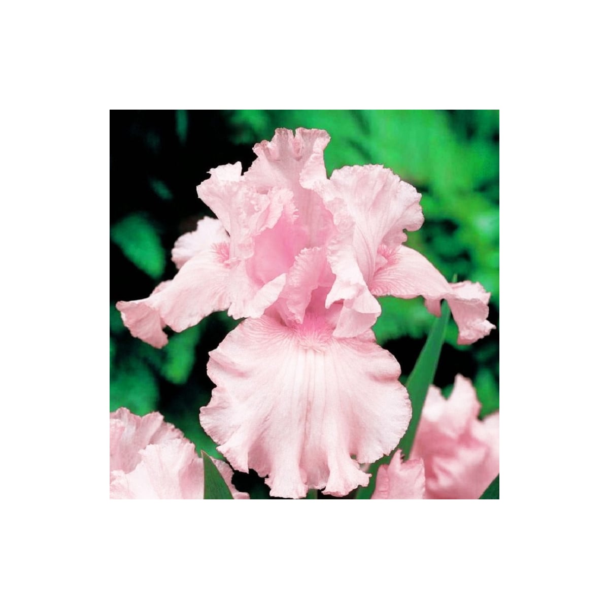 Kosatec ružový - Iris germanica - hľuzy kosatca - 1 ks