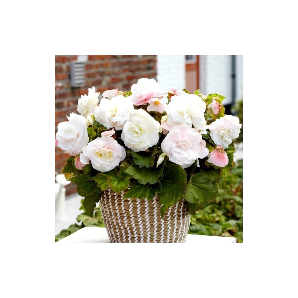 Begónia plnokvetá biela - Begonia superba - hľuzy begónie - 2 ks