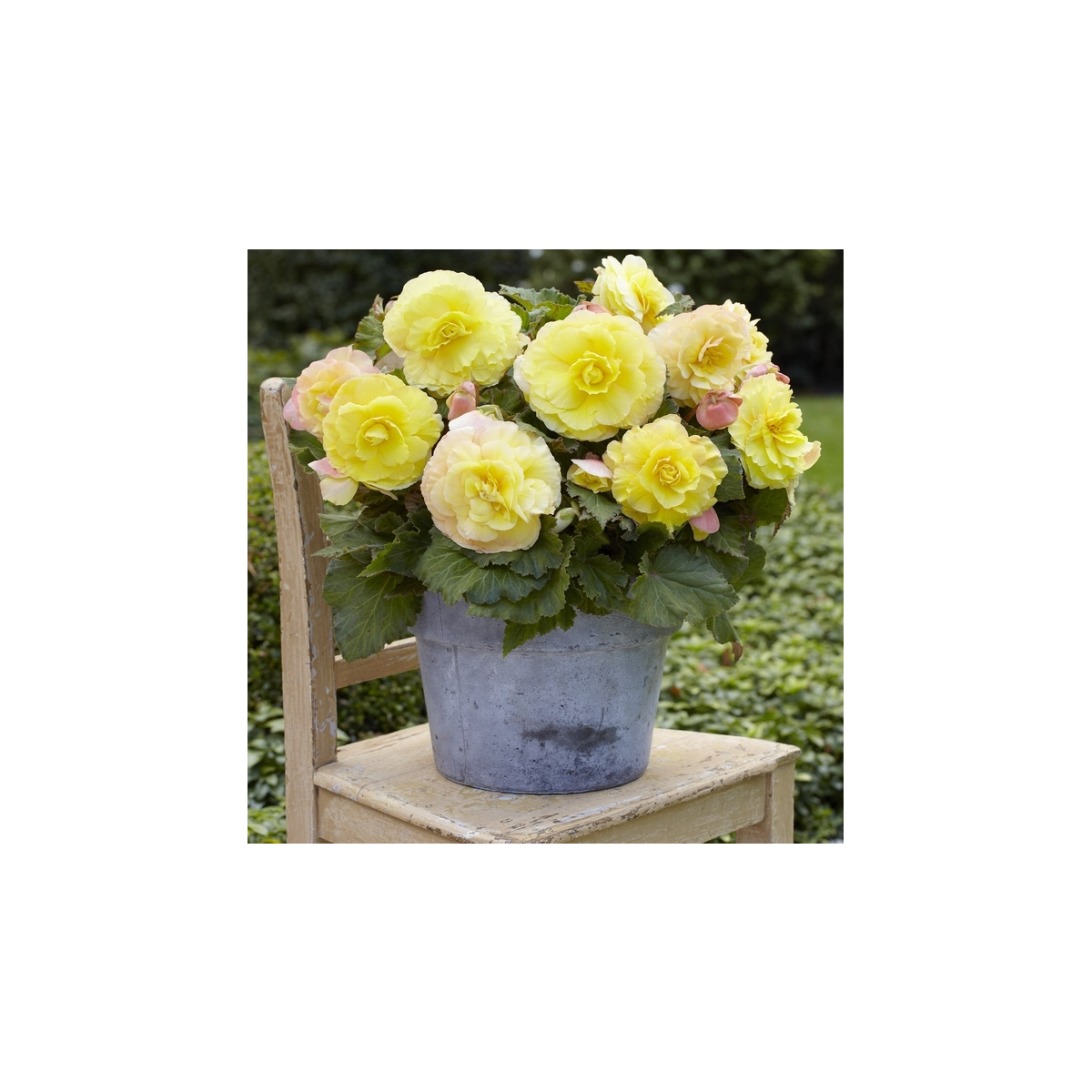 Begónia plnokvetá žltá - Begonia superba - hľuzy begónie - 2 ks