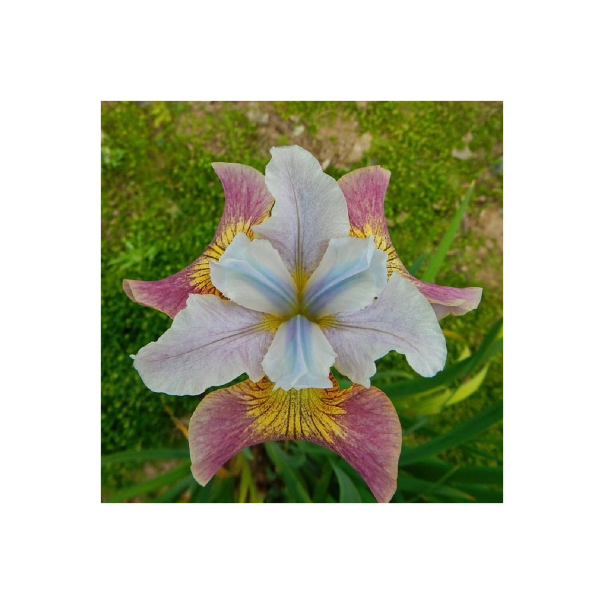 Kosatec Sugar Rush - Iris sibirica - hľuzy kosatca - 1 ks