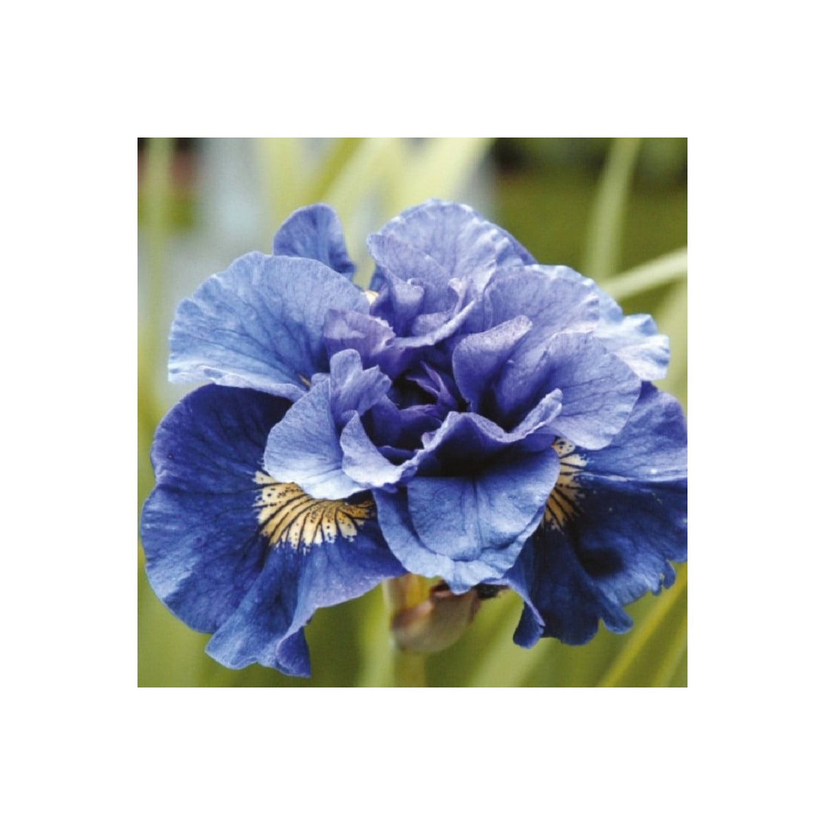 Kosatec Concord Crush - Iris sibirica - hľuzy kosatca - 1 ks