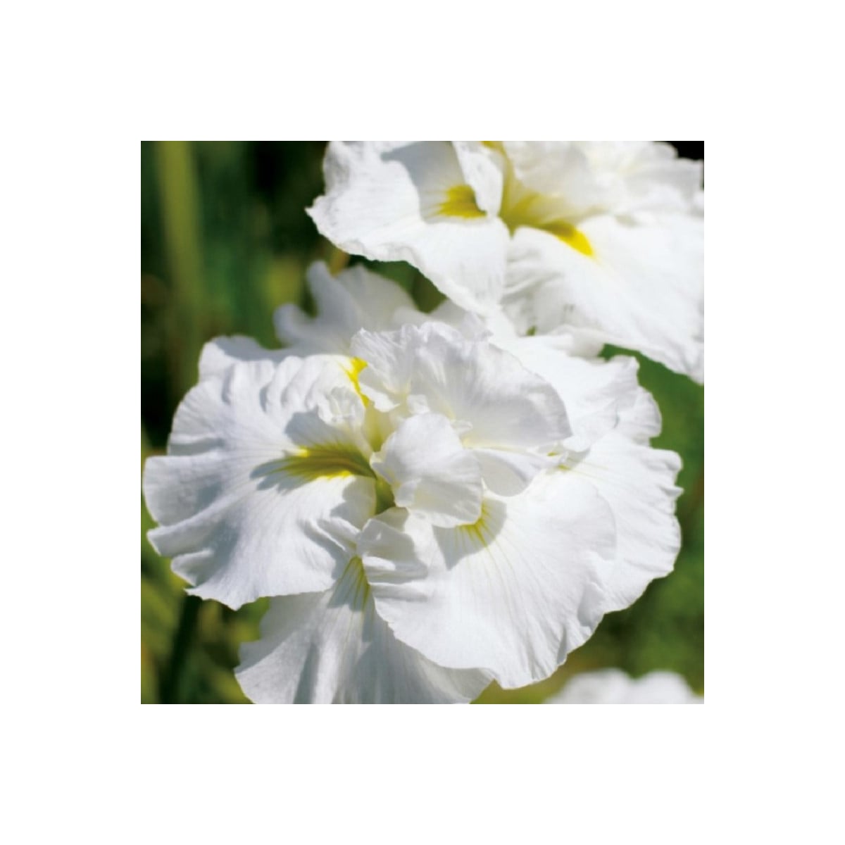 Kosatec Double Play - Iris sibirica - hľuzy kosatca - 1 ks