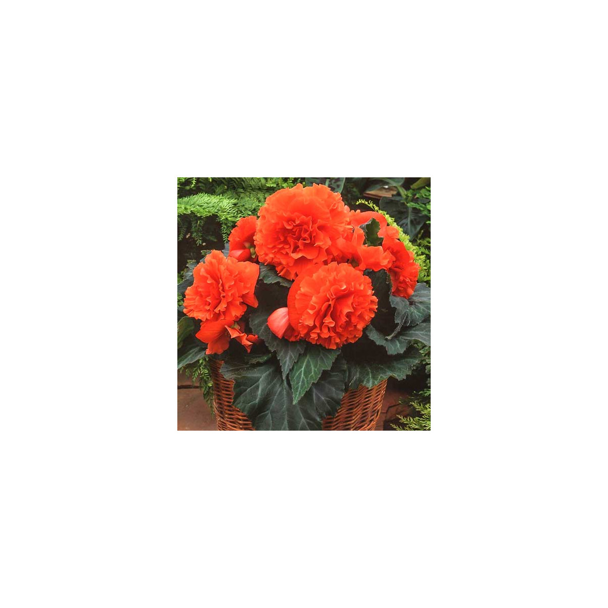 Begónia oranžová strapkatá - Begonia fimbriata - hľuzy begónií - 2 ks