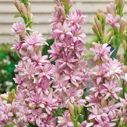 Tuberóza plnokvetá Pink Sapphire - Polianthes tuberosa - hľuzy tuberózy - 1 ks