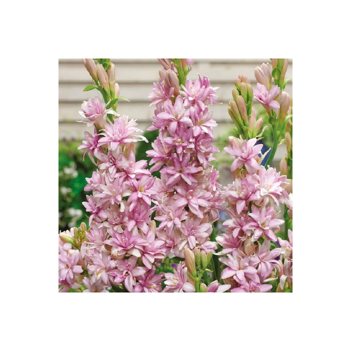 Tuberóza plnokvetá Pink Sapphire - Polianthes tuberosa - hľuzy tuberózy - 1 ks