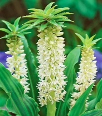 Chocholka Autumnalis - Eucomis - cibuľa chocholka - 1 ks
