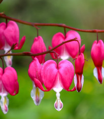 Srdcovka nádherná - Dicentra spectabilis - hľuzy srdcovky - 1 ks