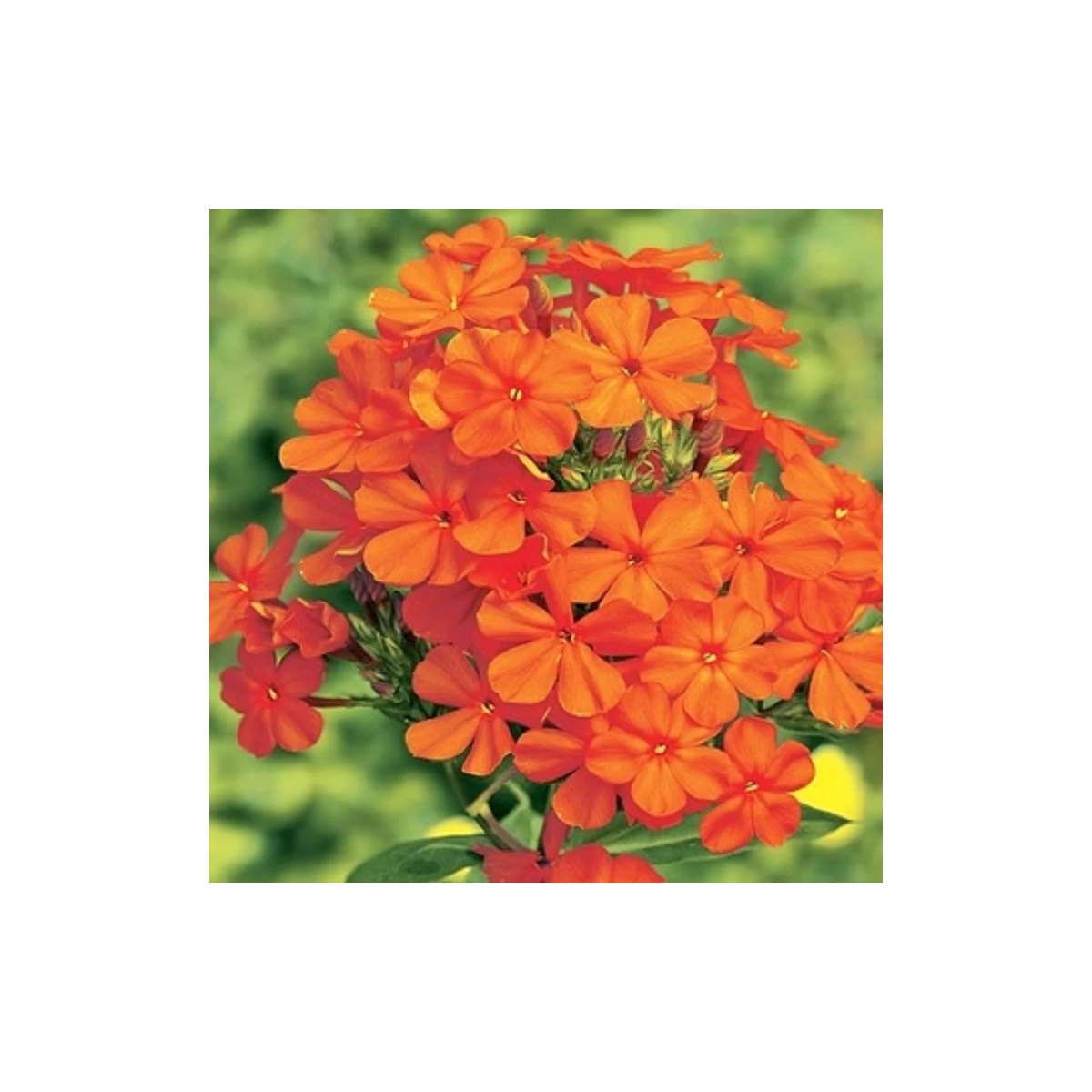 Plamienka oranžová - Phlox - voľnokorenné sadenice plamienky - 1 ks