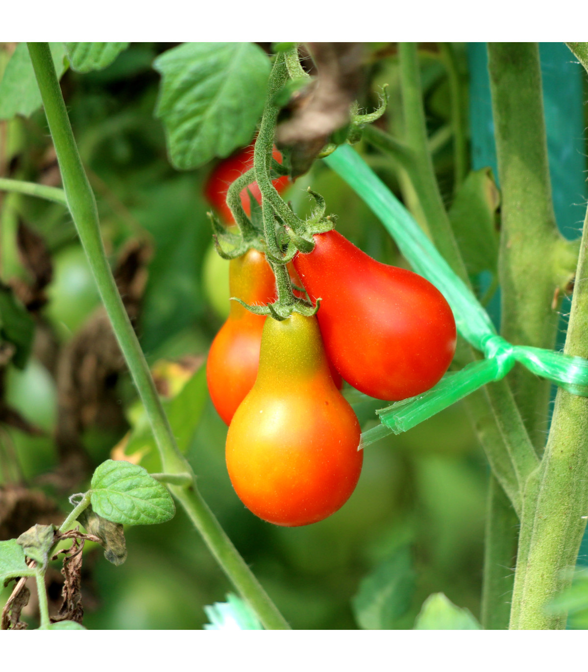 Paradajka Červená hruška - Solanum lycopersicum - semená paradajky - 7 ks