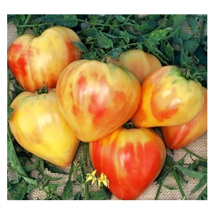 Paradajka ruská oranžová - Lycopersicon esculentum - semená paradajky - 6 ks