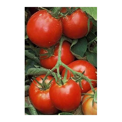 Paradajka Legenda - Lycopersicon esculentum - semená paradajok - 6 ks