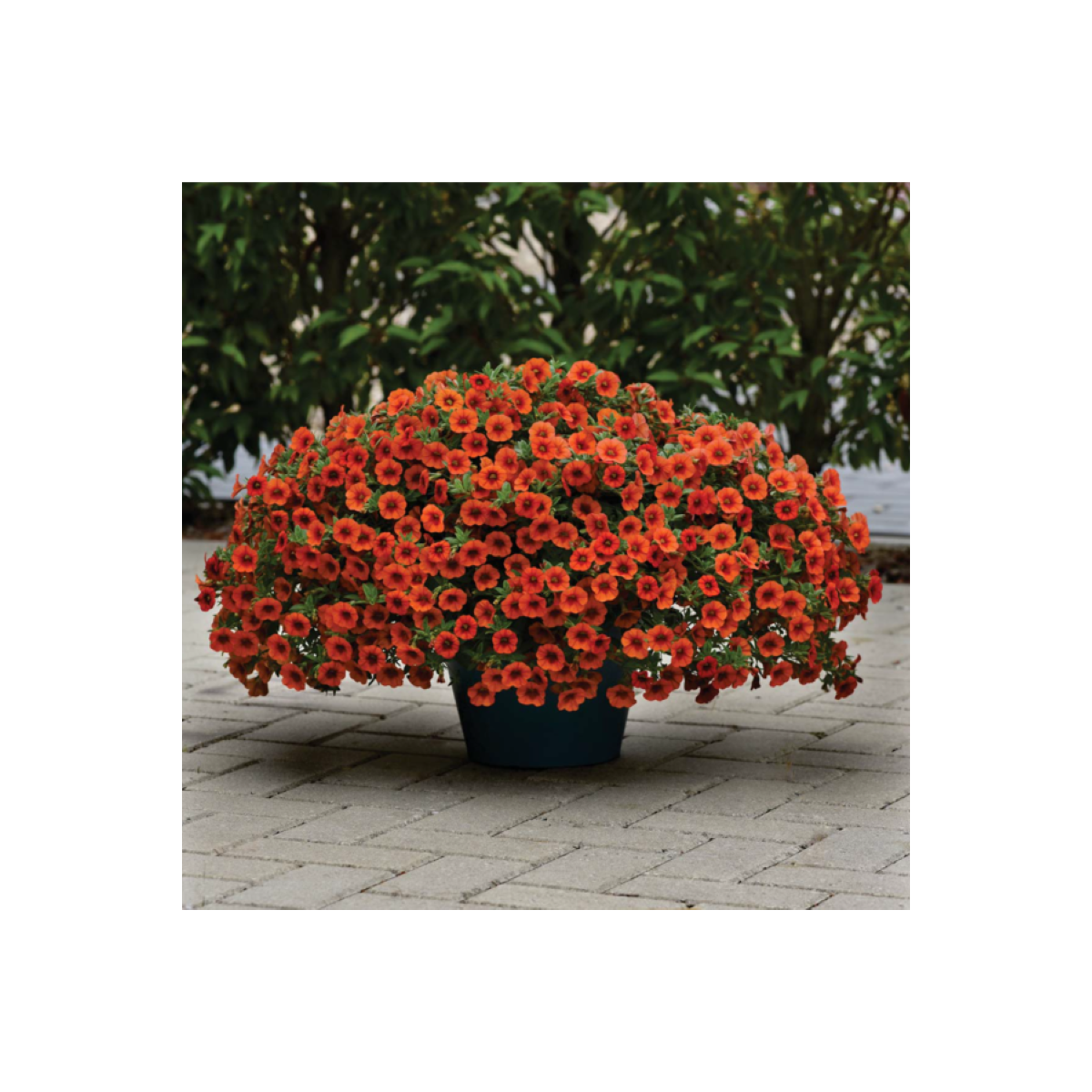 Minipetúnia Kabloom Orange - Milionbells - Calibrachoa - semená - 6 ks