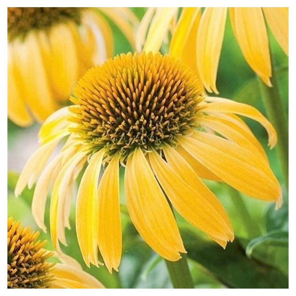 Echinacea žltá - Echinacea - voľnokorenné sadenice echinacey - 1ks