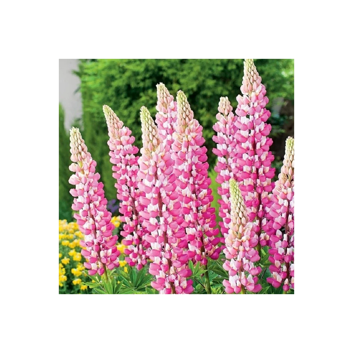 Lupina ružová - Lupinus - voľnokorenné sadenice lupiny - 1 ks