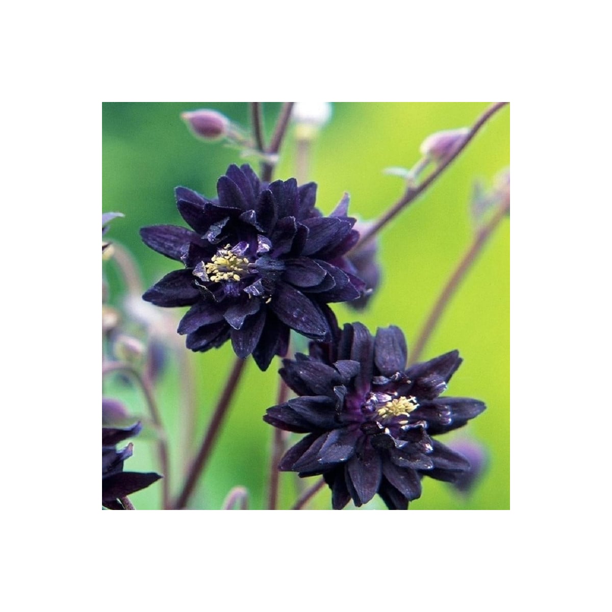 Orlíček plnokvetý čierny - Aquilegia - voľnokorenné sadenice orlíčka - 1 ks