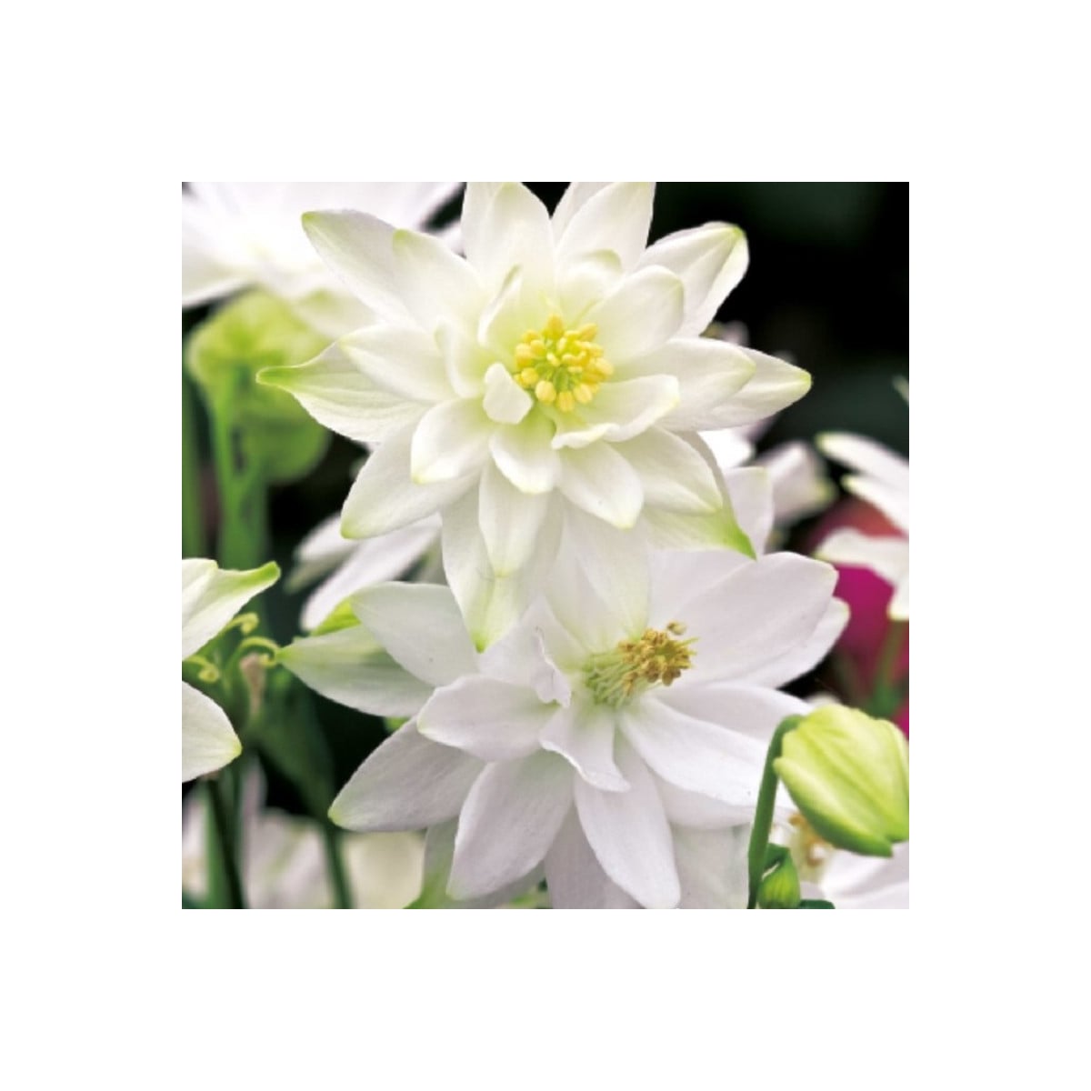 Orlíček plnokvetý biely - Aquilegia - voľnokorenné sadenice orlíčka - 1 ks