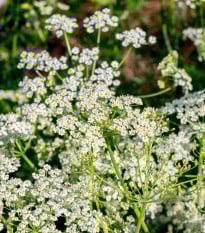 Rasca rímska - Cuminum cyminum - semená rasce - 40 ks