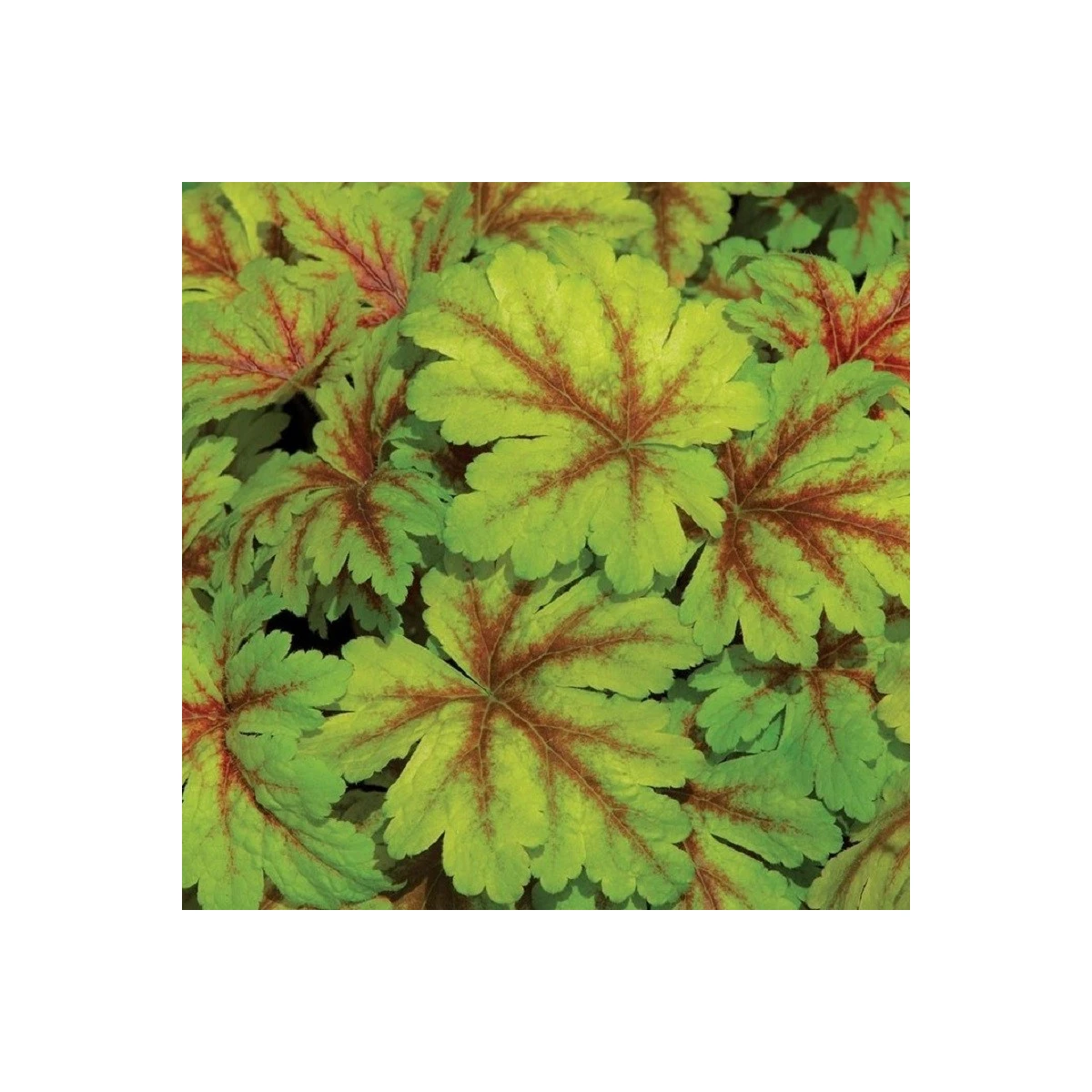 Heuchera Dales Strain - Heuchera - voľnokorenné sadenice heuchery - 1 ks