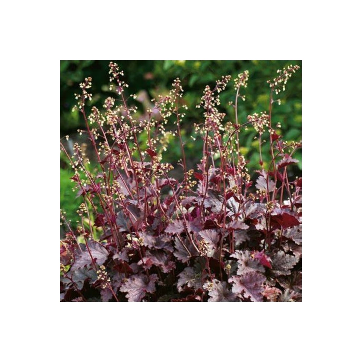 Heuchera Purple Palace - Heuchera - voľnokorenné sadenice heuchery - 1 ks