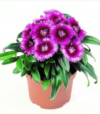 Klinček Chiba Purple Picotee F1 - Dianthus interspecific - semená klinčeka - 18 ks